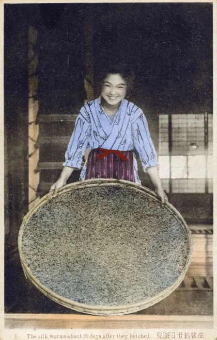 Framed Print : Japan - Silk Industry - Silkworms 20 days after hatching Framed Print : Japan - Silk Industry - Silkworms 20 days after hatching