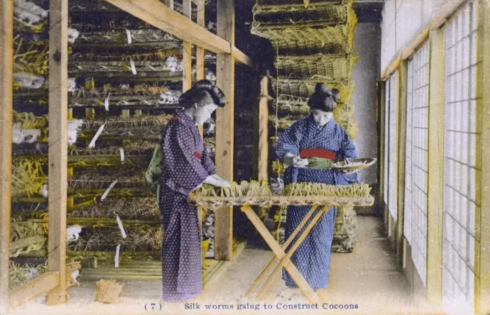 Framed Print : Japan - Silk Industry - Silkworms begin to construct cocoons Framed Print : Japan - Silk Industry - Silkworms begin to construct cocoons
