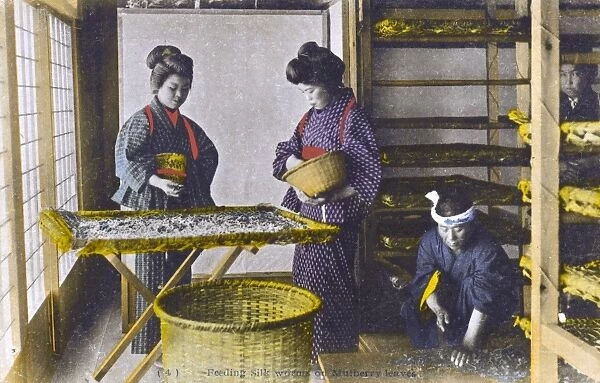 Japan - Silk Industry - Silkworms feeding on mulberry leaves