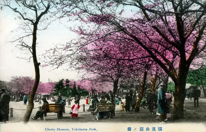 Framed Print : Japan - Yokohama Park - Cherry Blossom Framed Print : Japan - Yokohama Park - Cherry Blossom