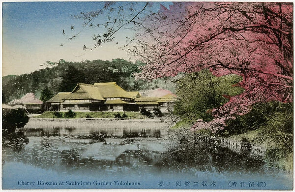 Japan - Yokohama - Sankeien Garden - Cherry Blossom