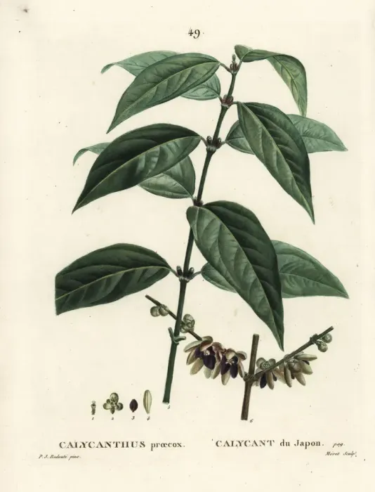 Framed Print : Japanese allspice, Chimonanthus praecox Framed Print : Japanese allspice, Chimonanthus praecox