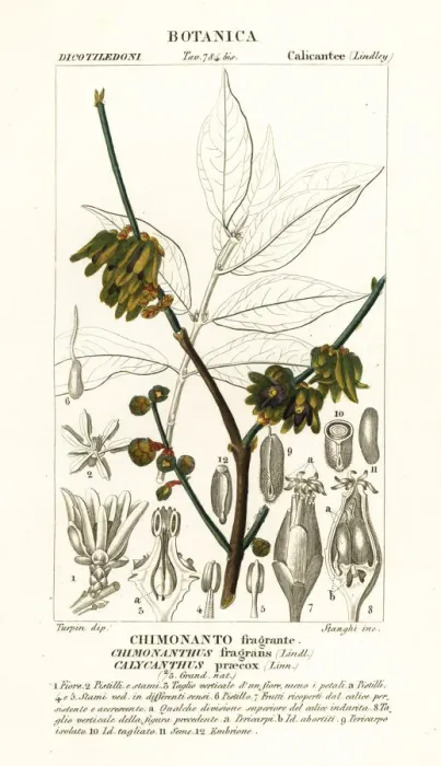 Framed Print : Japanese allspice, Chimonanthus praecox Framed Print : Japanese allspice, Chimonanthus praecox