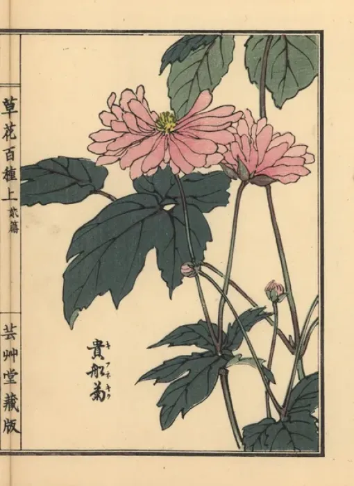 Framed Print : Japanese anemone, Anemone hupehensis var japonica Framed Print : Japanese anemone, Anemone hupehensis var japonica