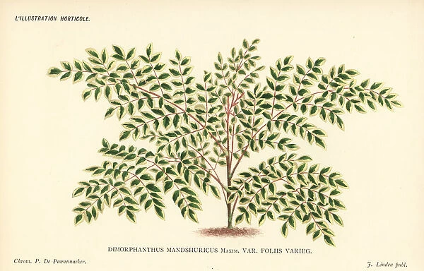 Japanese angelica-tree, Aralia elata var. mandshurica
