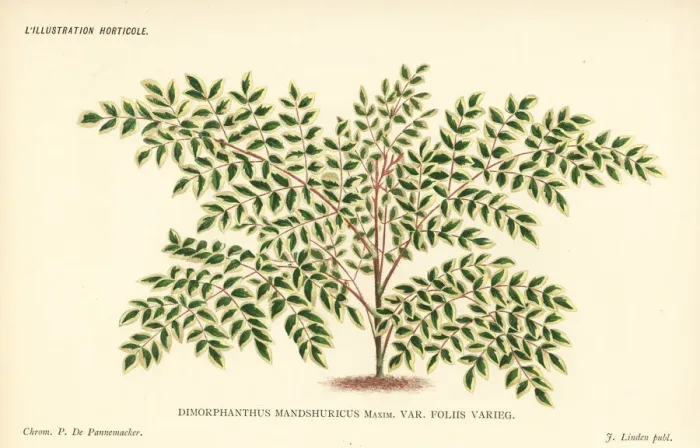 Framed Print : Japanese angelica-tree, Aralia elata var. mandshurica Framed Print : Japanese angelica-tree, Aralia elata var. mandshurica