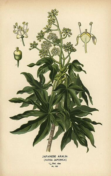 Japanese aralia or glossy-leaf paper plant, Fatsia japonica