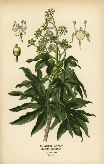 Framed Print : Japanese aralia or glossy-leaf paper plant, Fatsia japonica Framed Print : Japanese aralia or glossy-leaf paper plant, Fatsia japonica