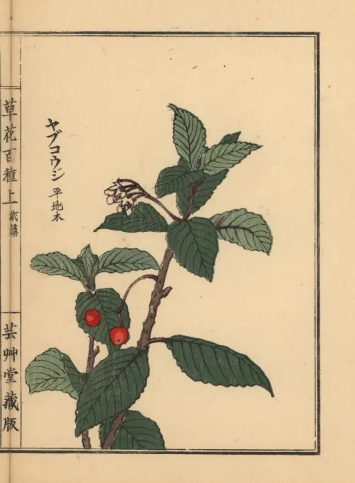 Framed Print : Japanese ardisia or Chirimen marlberry, Ardisia japonica Framed Print : Japanese ardisia or Chirimen marlberry, Ardisia japonica