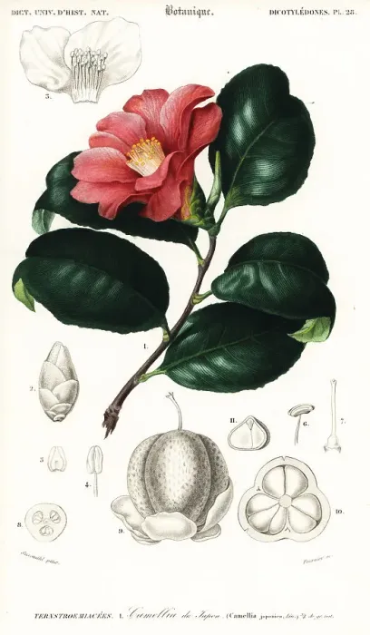 Framed Print : Japanese camellia, Camellia japonica Framed Print : Japanese camellia, Camellia japonica