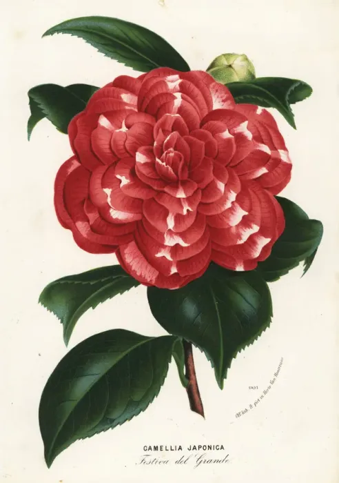 Framed Print : Japanese camellia cultivar, Camellia japonica Framed Print : Japanese camellia cultivar, Camellia japonica
