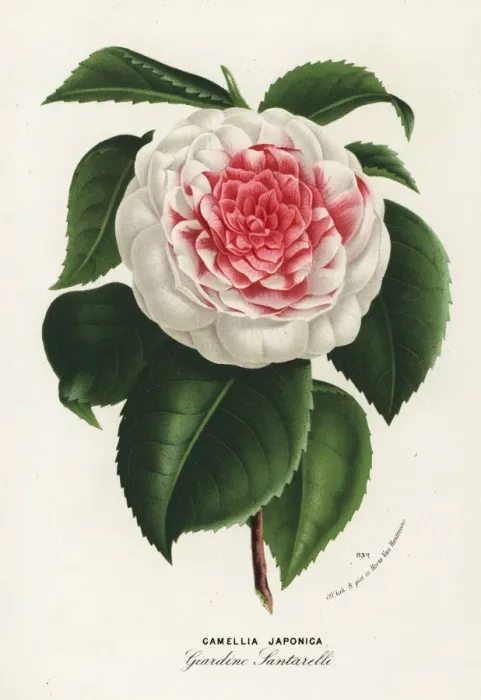 Framed Print : Japanese camellia cultivar, Giardino Santarelli Framed Print : Japanese camellia cultivar, Giardino Santarelli