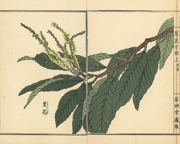Japanese chestnut flower, Castanea crenata