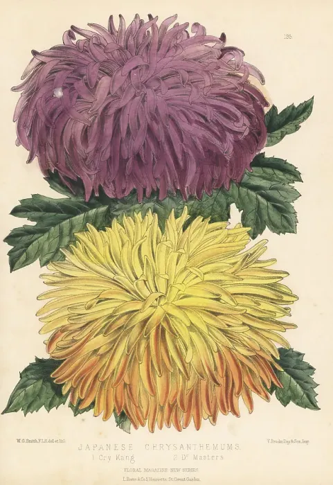 Framed Print : Japanese chrysanthemum cultivars, Cry Kang and Dr Masters Framed Print : Japanese chrysanthemum cultivars, Cry Kang and Dr Masters