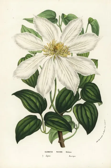 Framed Print : Japanese clematis or kazaguruma, Clematis patens Framed Print : Japanese clematis or kazaguruma, Clematis patens