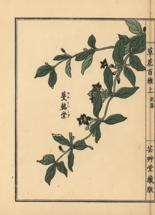 Framed Print : Japanese climbing gentian, Tripterospermum japonicum Framed Print : Japanese climbing gentian, Tripterospermum japonicum