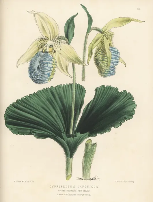 Framed Print : Japanese cypripedium, Cypripedium japonicum Framed Print : Japanese cypripedium, Cypripedium japonicum