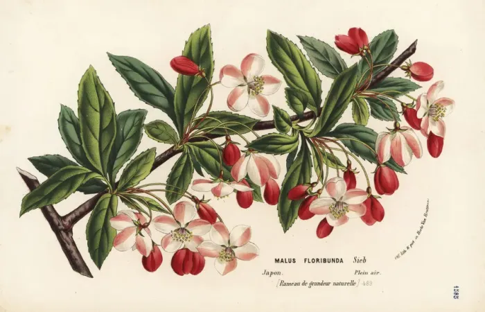 Framed Print : Japanese flowering crabapple, Malus floribunda Framed Print : Japanese flowering crabapple, Malus floribunda
