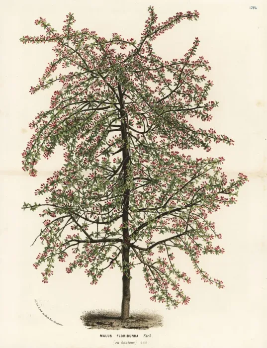 Framed Print : Japanese flowering crabapple, Malus floribunda Framed Print : Japanese flowering crabapple, Malus floribunda