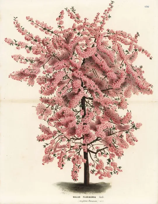 Framed Print : Japanese flowering crabapple, Malus floribunda