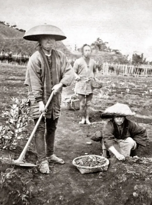 Framed Print : Japanese Gardeners, 1870s. Date: 1870s Framed Print : Japanese Gardeners, 1870s. Date: 1870s