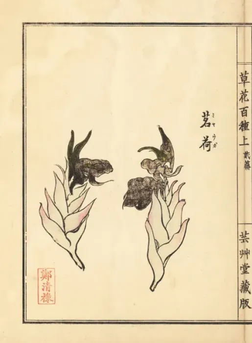 Framed Print : Japanese ginger, Zingiber mioga Framed Print : Japanese ginger, Zingiber mioga