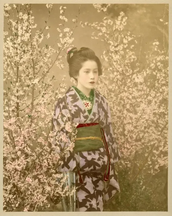 Framed Print : Japanese girl next to cherry blossom tree Framed Print : Japanese girl next to cherry blossom tree