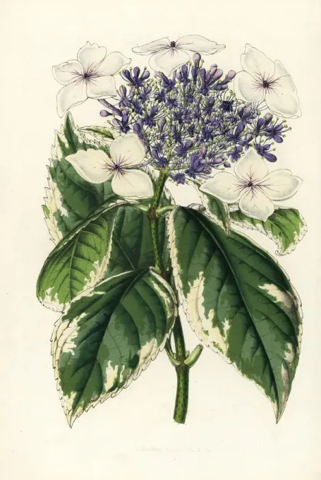 Framed Print : Japanese hydrangea, Hydrangea japonica fol. albo-variegatis Framed Print : Japanese hydrangea, Hydrangea japonica fol. albo-variegatis