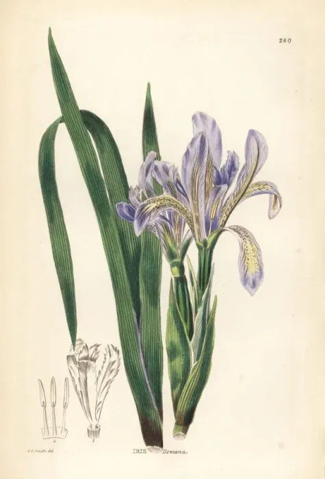 Framed Print : Japanese iris or hanashobu, Iris ensata Framed Print : Japanese iris or hanashobu, Iris ensata