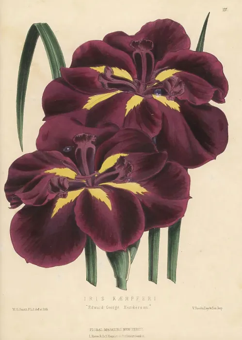 Framed Print : Japanese iris hybrid, Edward George Henderson Framed Print : Japanese iris hybrid, Edward George Henderson