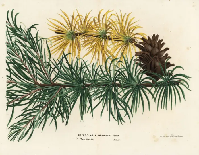 Framed Print : Japanese larch or karamatsu, Larix kaempferi Framed Print : Japanese larch or karamatsu, Larix kaempferi