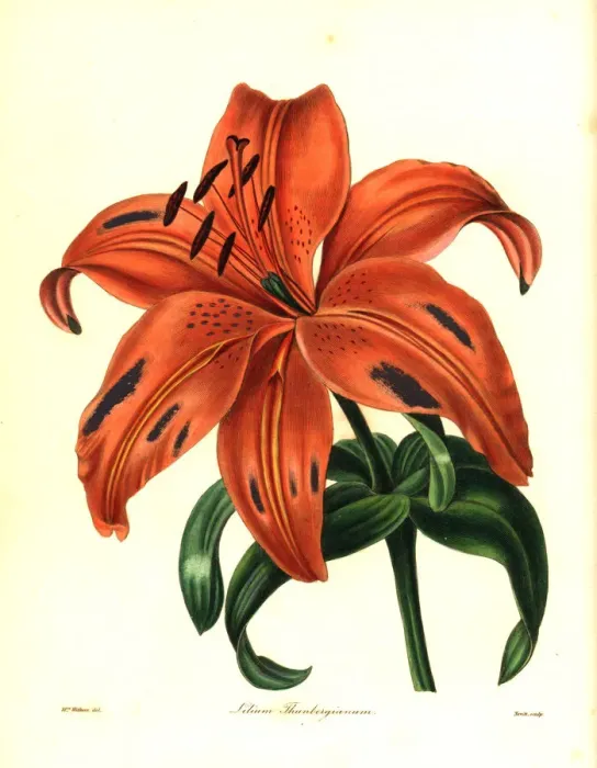 Framed Print : Japanese lily or sukashiyuri, Lilium maculatum Framed Print : Japanese lily or sukashiyuri, Lilium maculatum