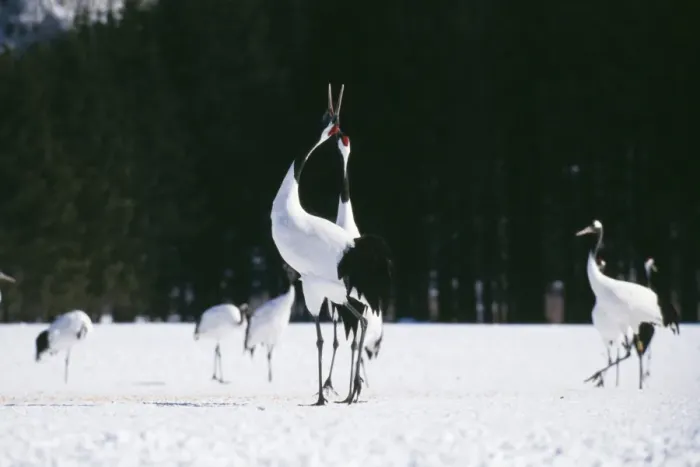Framed Print : Japanese / Manchurian / Red-Crowned CRANE - courting dance Framed Print : Japanese / Manchurian / Red-Crowned CRANE - courting dance