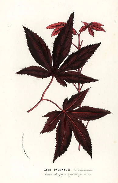 Japanese maple or iroha momiji, Acer palmatum