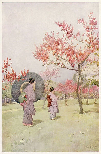 Japanese Peach Blossom