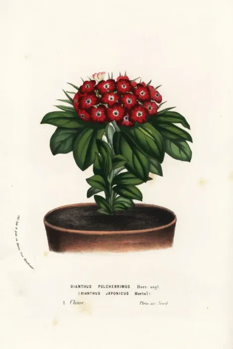 Framed Print : Japanese pink or hamanadeshiko, Dianthus japonicus Framed Print : Japanese pink or hamanadeshiko, Dianthus japonicus