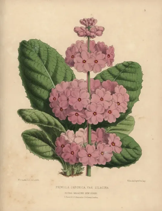 Framed Print : Japanese primrose with pale lilac flowers Framed Print : Japanese primrose with pale lilac flowers