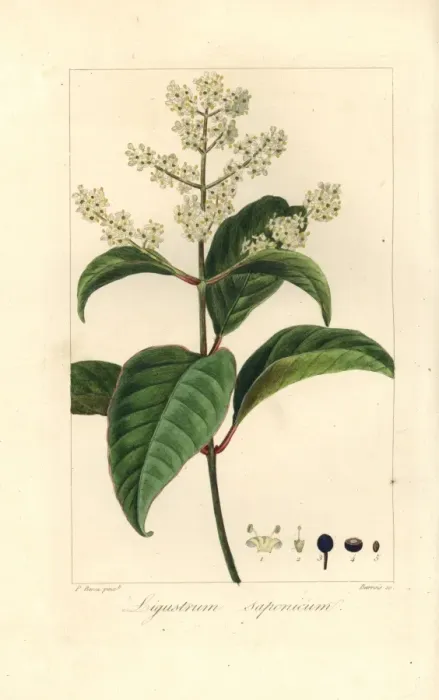 Framed Print : Japanese privet, Ligustrum japonicum Framed Print : Japanese privet, Ligustrum japonicum