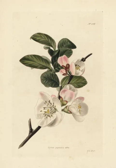 Framed Print : Japanese quince blossom, Chaenomeles japonica