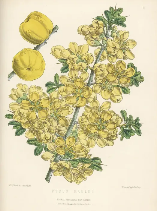 Framed Print : Japanese quince, Chaenomeles japonica Framed Print : Japanese quince, Chaenomeles japonica