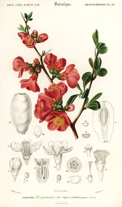 Framed Print : Japanese quince, Chaenomeles japonica Framed Print : Japanese quince, Chaenomeles japonica