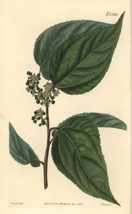 Framed Print : Japanese raisin tree or sweet hovenia, Hovenia dulcis Framed Print : Japanese raisin tree or sweet hovenia, Hovenia dulcis