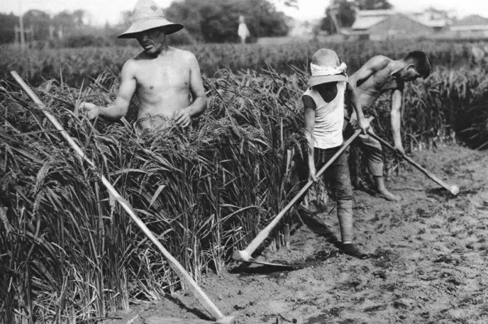 Framed Print : three Japanese rice farmers Framed Print : three Japanese rice farmers