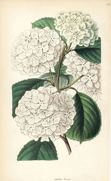 Japanese snowball or crimped Gueldres rose