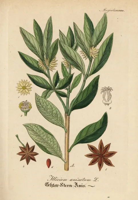 Framed Print : Japanese star anis, Illicium anisatum Framed Print : Japanese star anis, Illicium anisatum