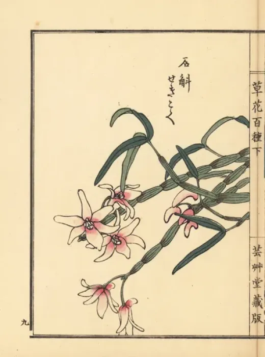 Framed Print : Japanese stone orchid, Dendrobium moniliforme Framed Print : Japanese stone orchid, Dendrobium moniliforme