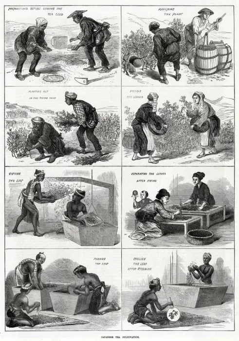 Framed Print : Japanese tea cultivation 1874 Framed Print : Japanese tea cultivation 1874