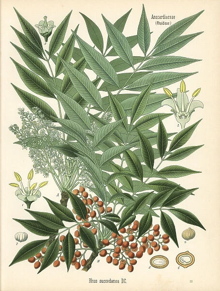 Japanese wax tree, Toxicodendron acuminatum