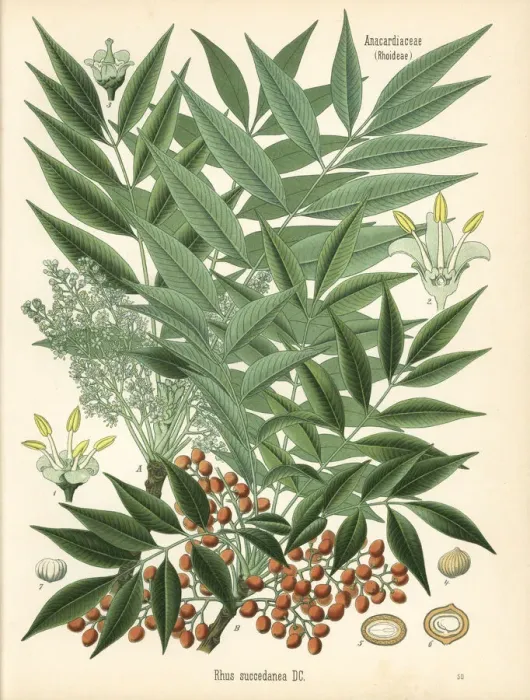 Framed Print : Japanese wax tree, Toxicodendron acuminatum Framed Print : Japanese wax tree, Toxicodendron acuminatum