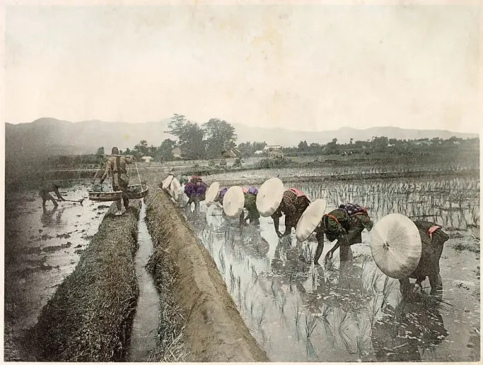Framed Print : Japanese workers in the rice fields Date: circa 1890s Framed Print : Japanese workers in the rice fields Date: circa 1890s